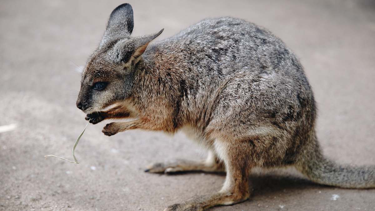 wallaby brown and black kangaroo kangaroo