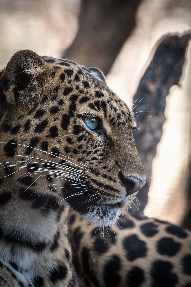 wildlife brown and black leopard mammal