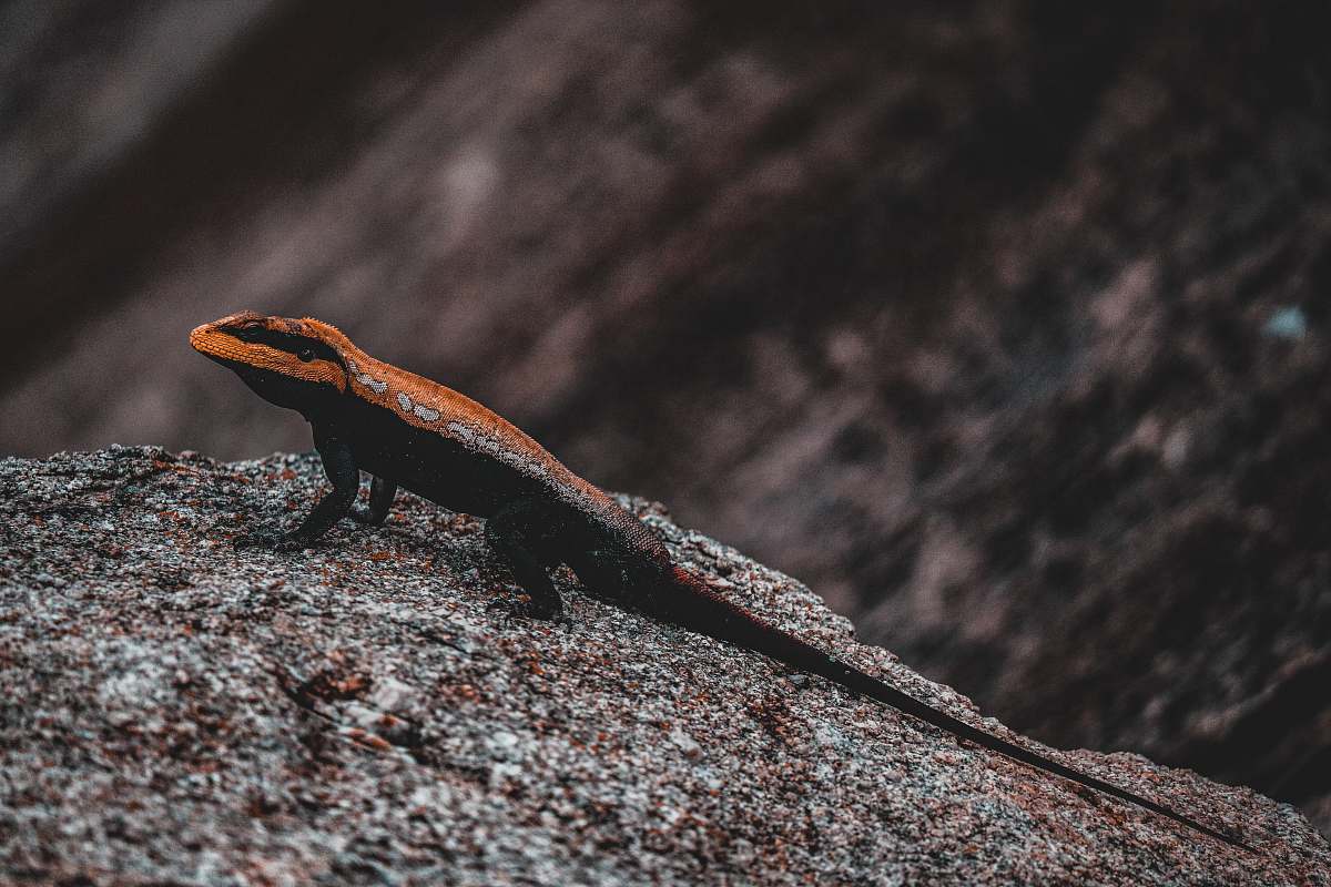 reptile brown and black lizard on black stone lizard