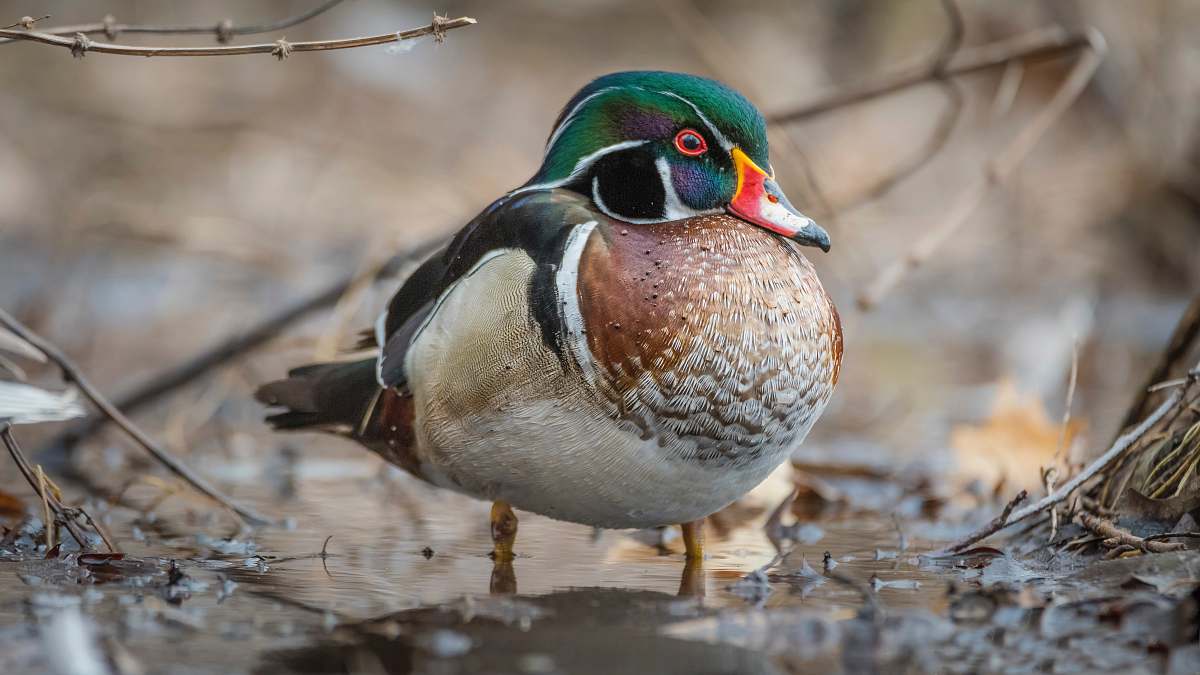 bird brown and black mallard duck waterfowl