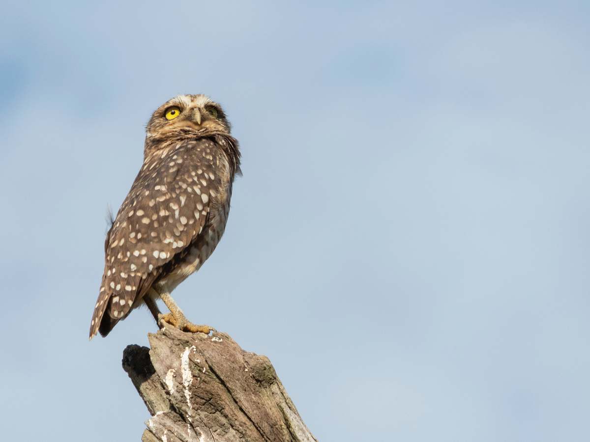 bird brown and black owl pearching on tree buzzard