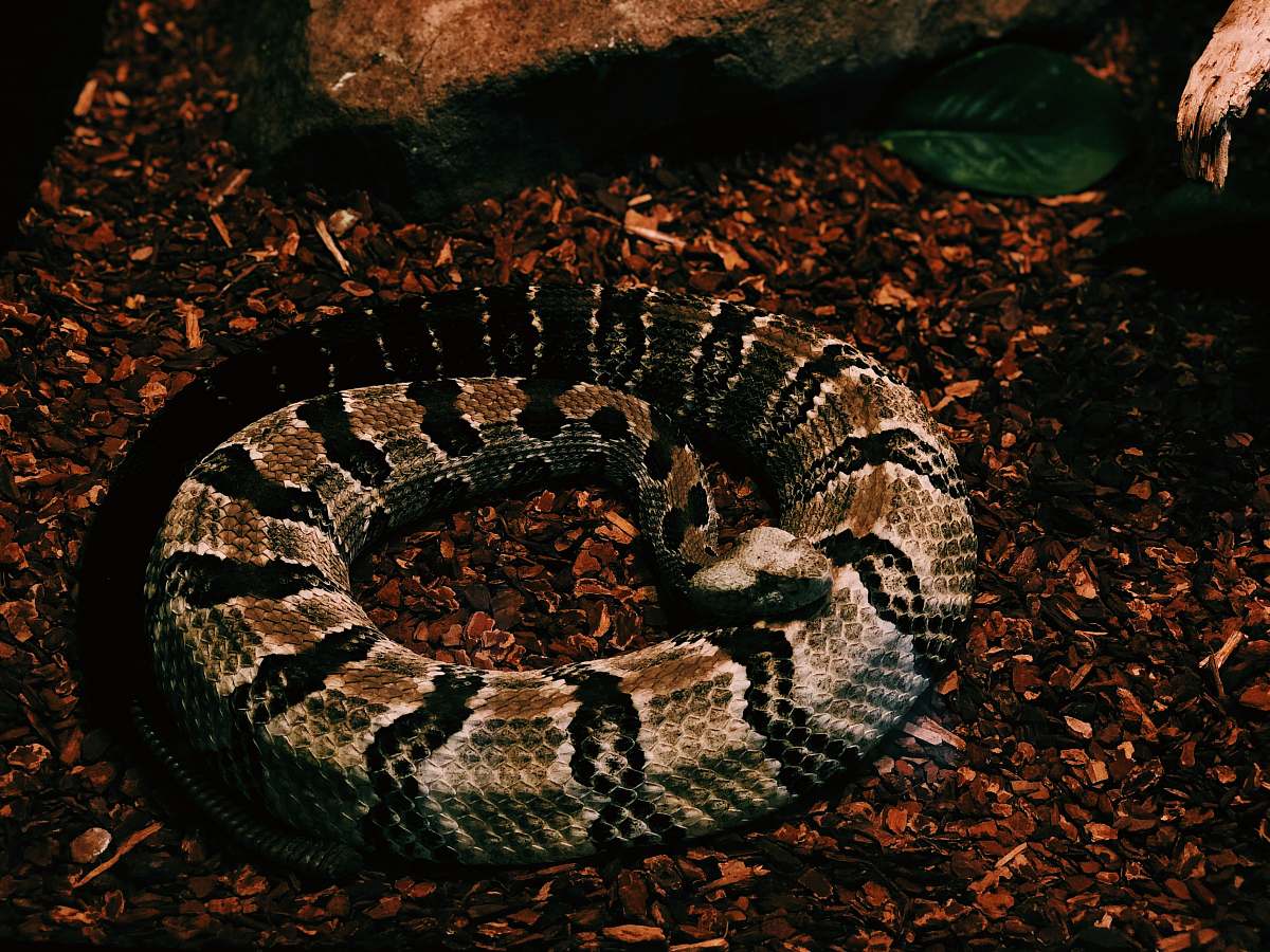 reptile brown and black python photo snake