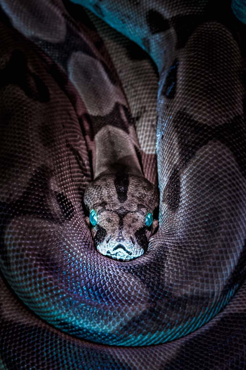 reptile brown and black snake snake