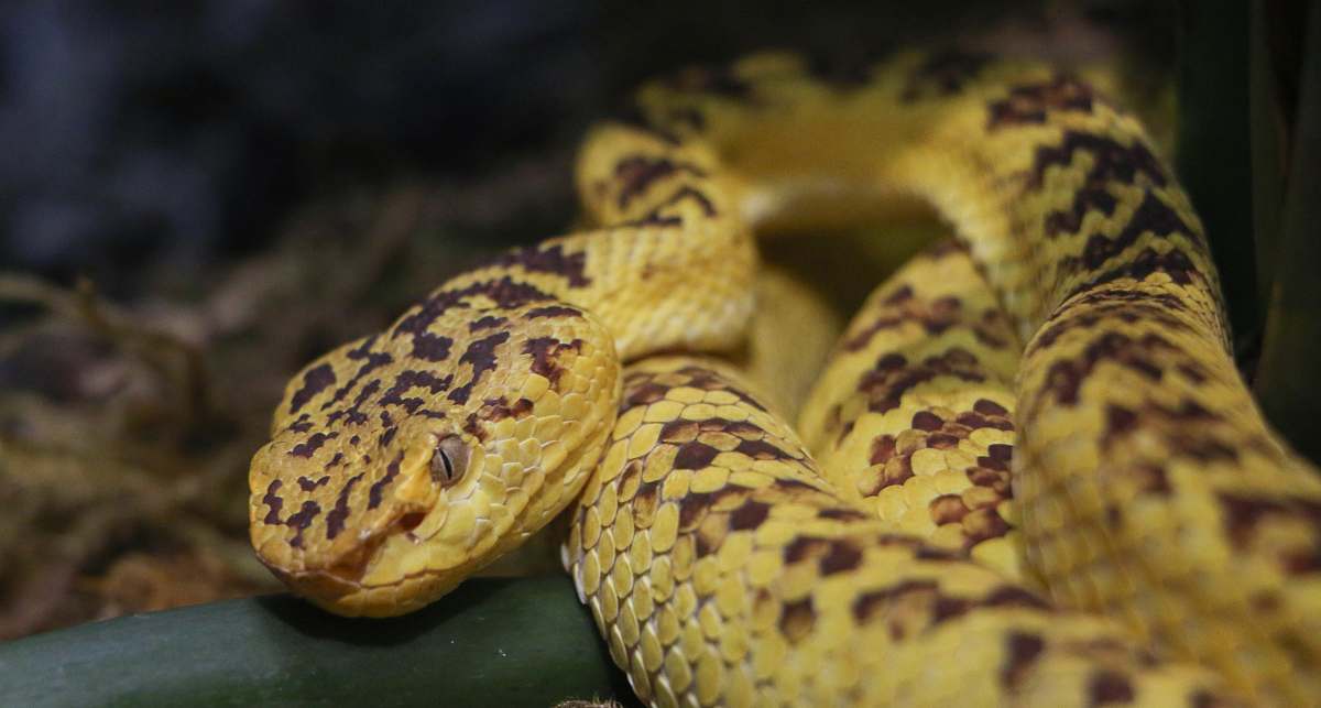 snake brown and black snake reptile