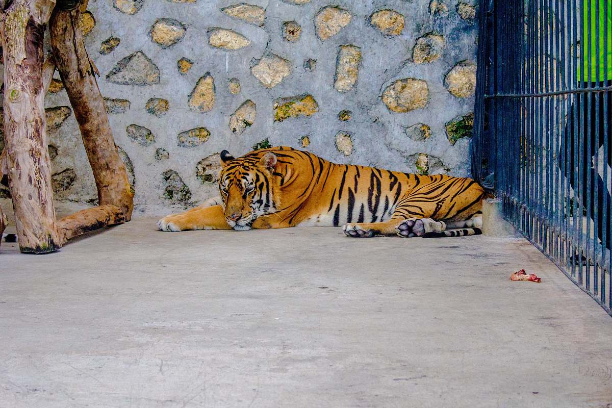 mammal brown and black tiger inside case tiger