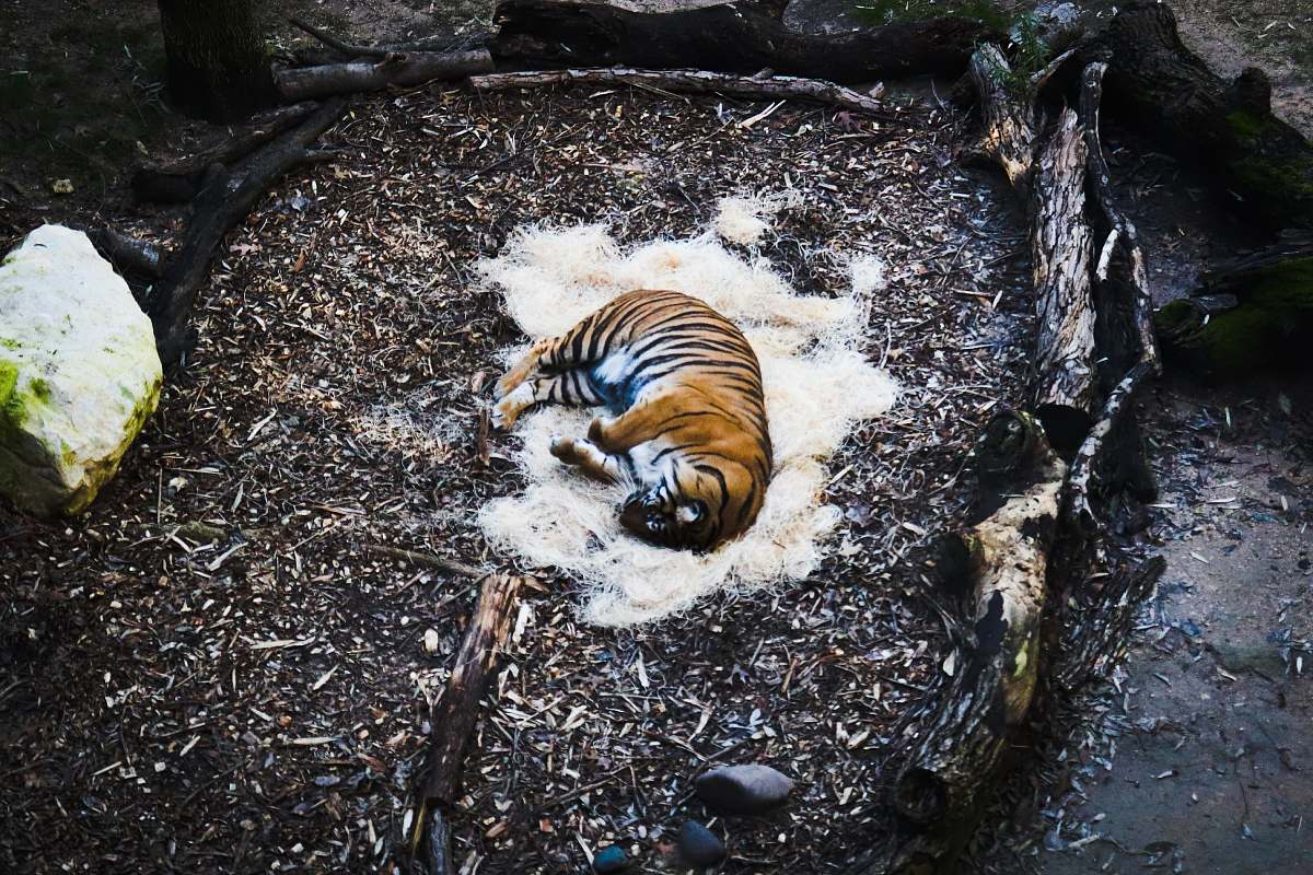tiger brown and black tiger lying on ground mammal