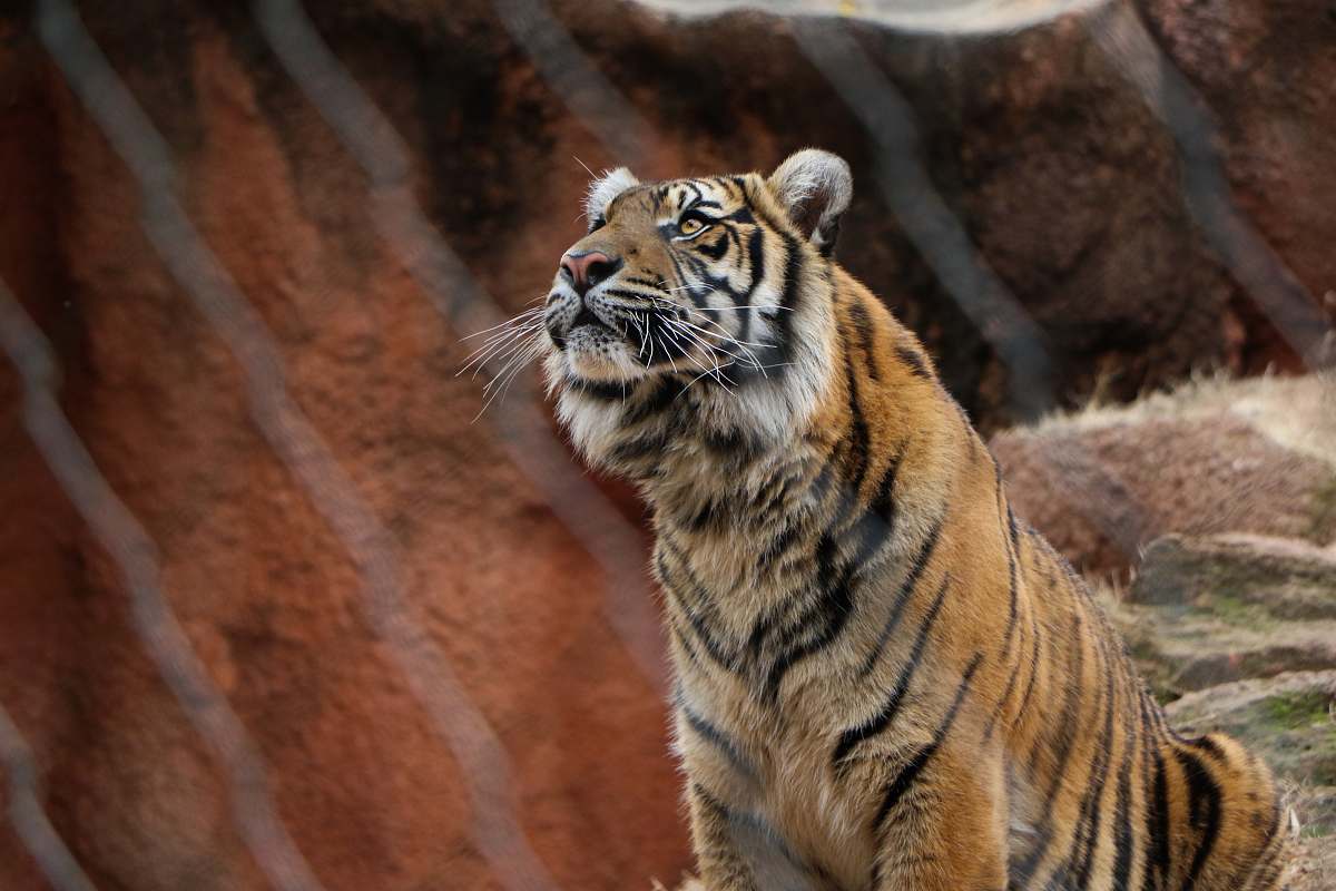 mammal brown and black tiger tiger
