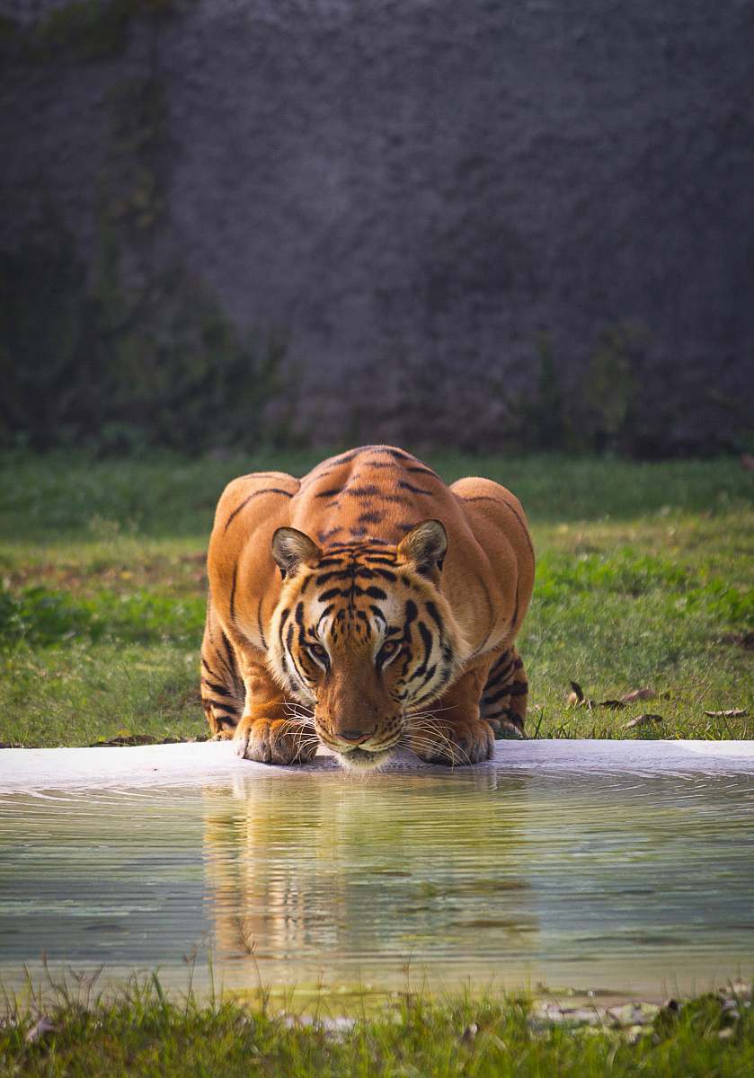 tiger brown and black tiger near body of water wildlife