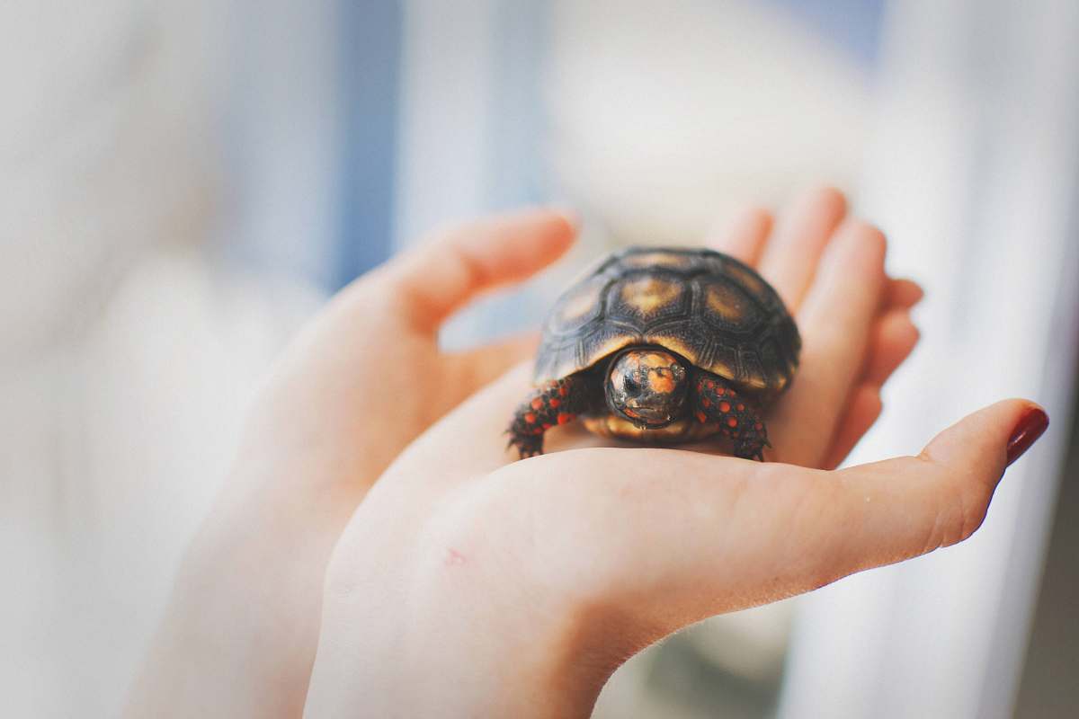 reptile brown and black tortoise in person's hand turtle