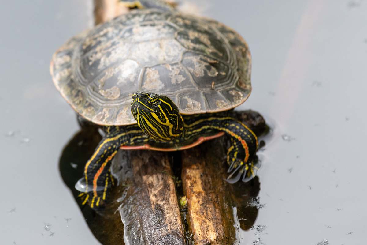 reptile brown and black turtle close up photography sea life