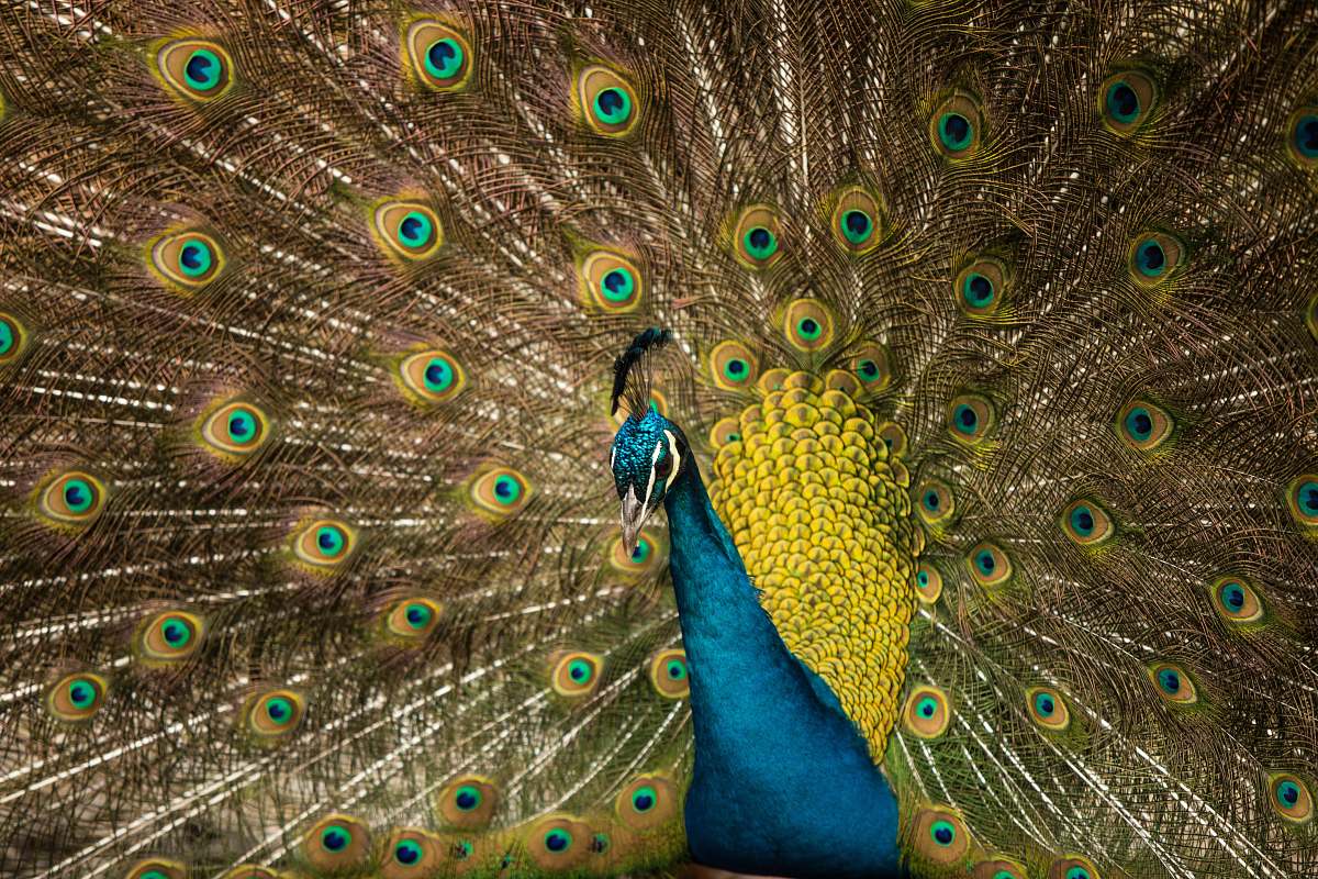 bird brown and blue peacock spreading feather peacock