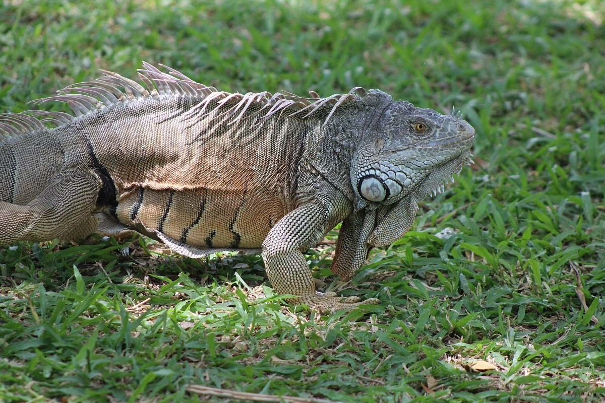 lizard brown and gray bearded dragon on green field reptile