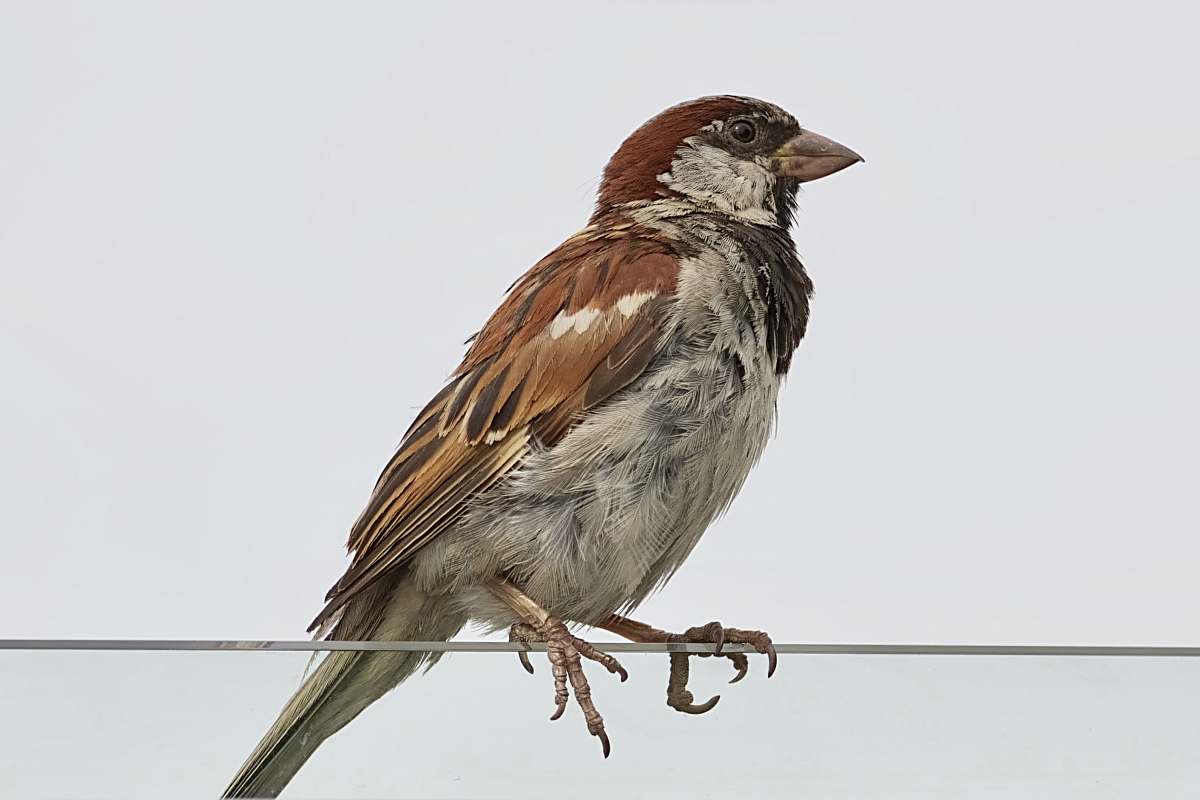 bird brown and gray bird perch on gray string anthus