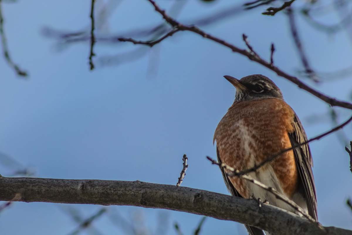 bird brown and gray bird perching on gray twig during daytime accipiter