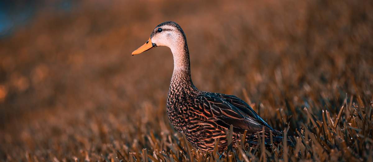 bird brown and gray duck on brown grass duck
