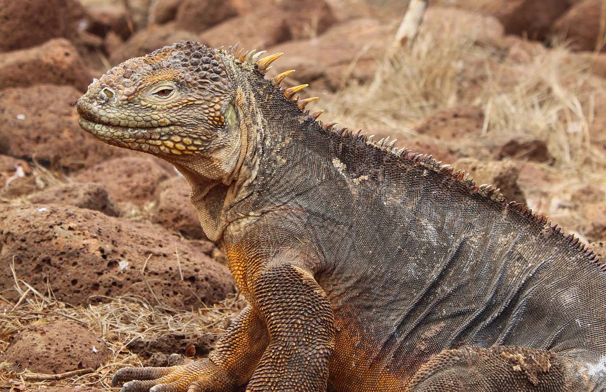 reptile brown and gray iguana lizard