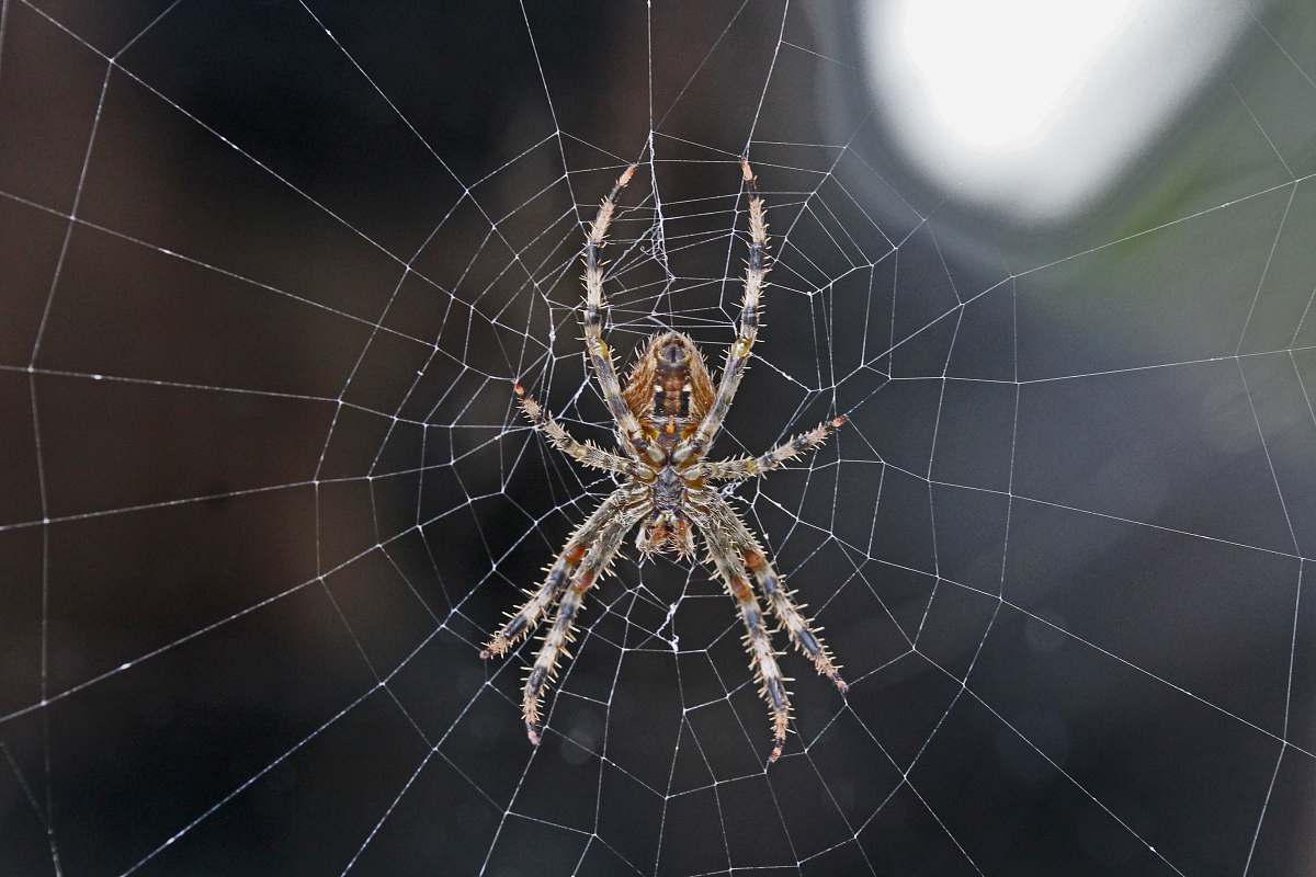 arachnid brown and gray spider invertebrate