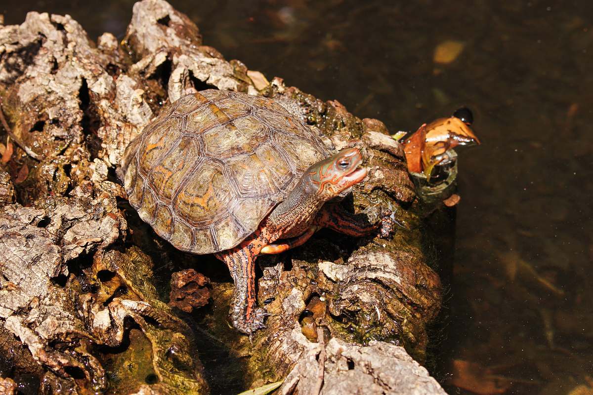 reptile brown and gray turtle on rock turtle