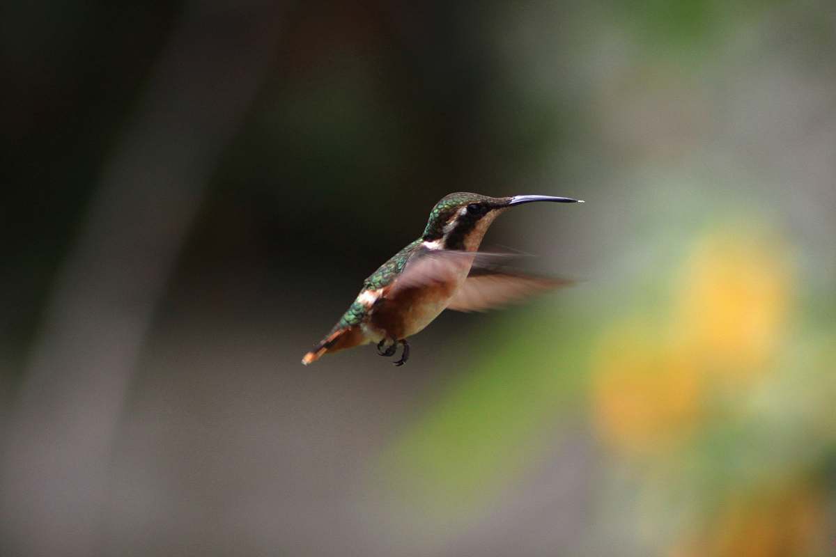 bird brown and green hummingbird flying macro photography hummingbird
