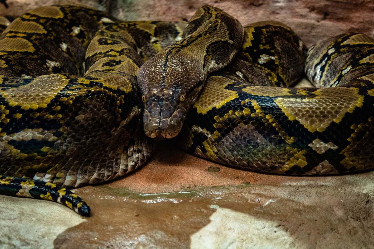 reptile brown and green snake snake