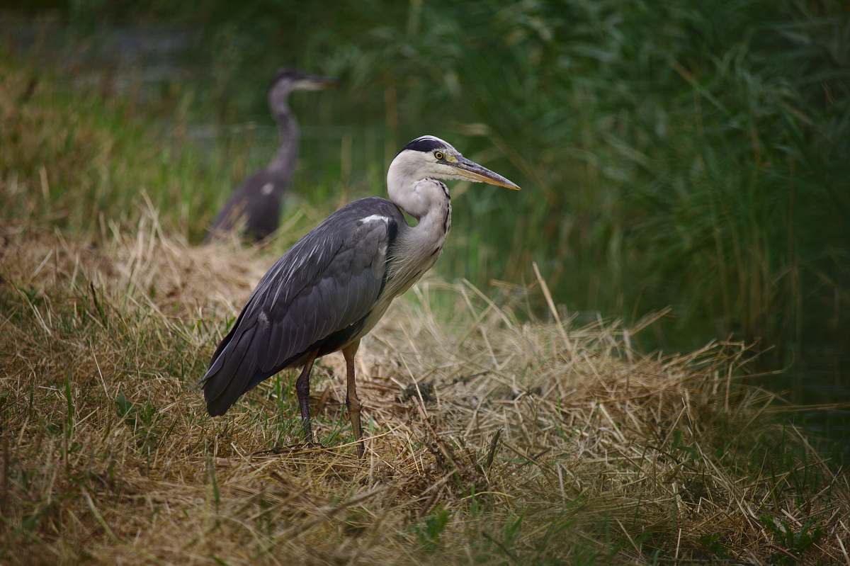 bird brown and grey bird on grass field stork