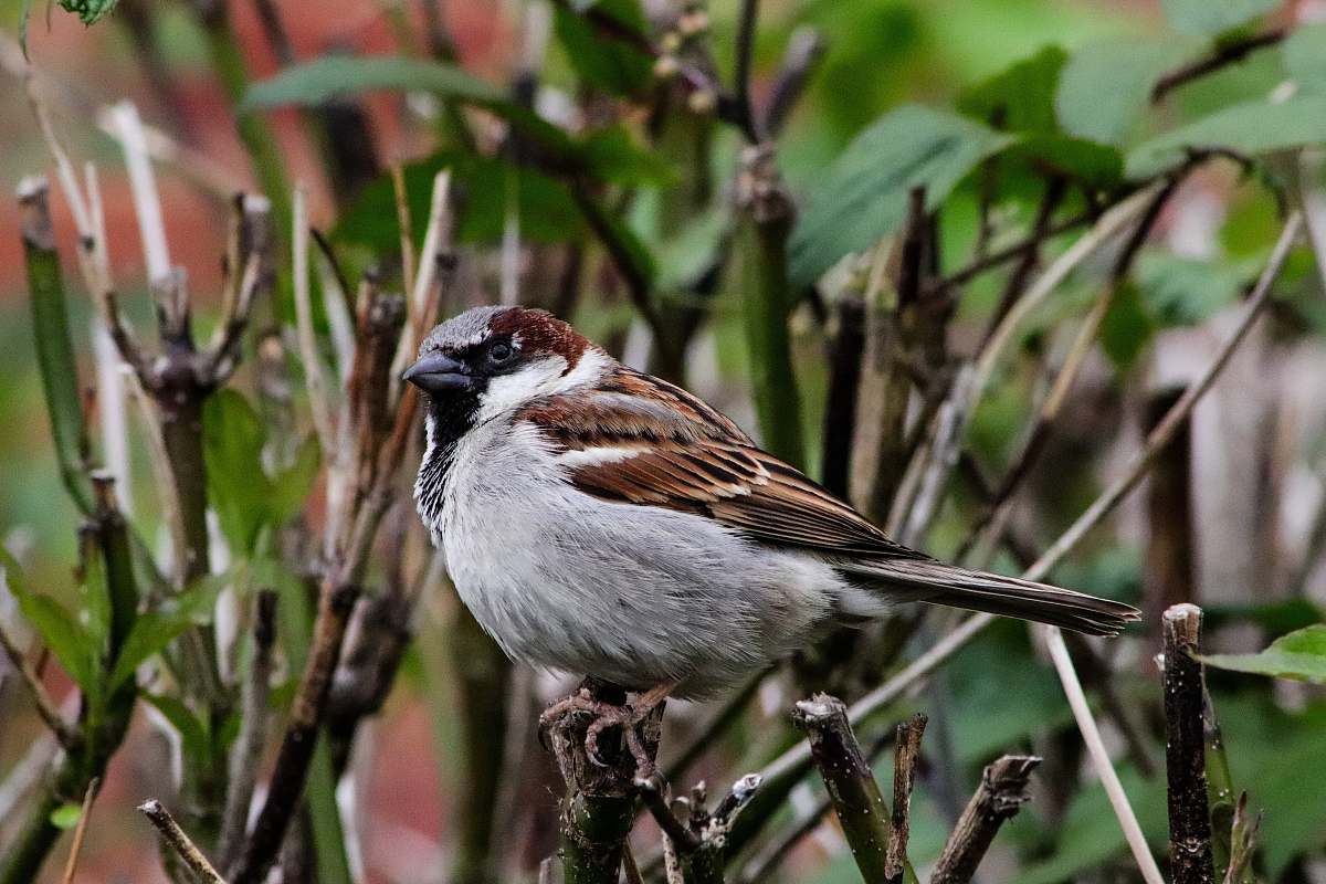 bird brown and grey bird on plant stem sparrow