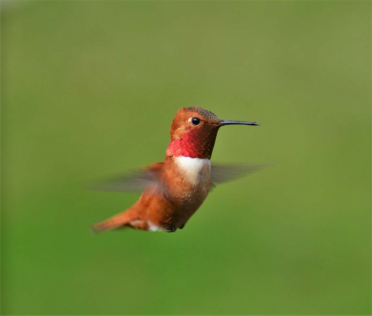 bird brown and red bird flying hummingbird
