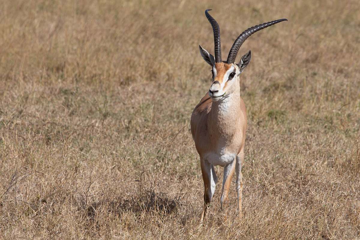 mammal brown and white antelope on brown grassland antelope