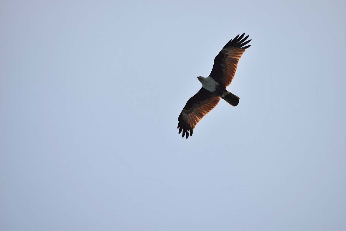bird brown and white bald eagle vulture