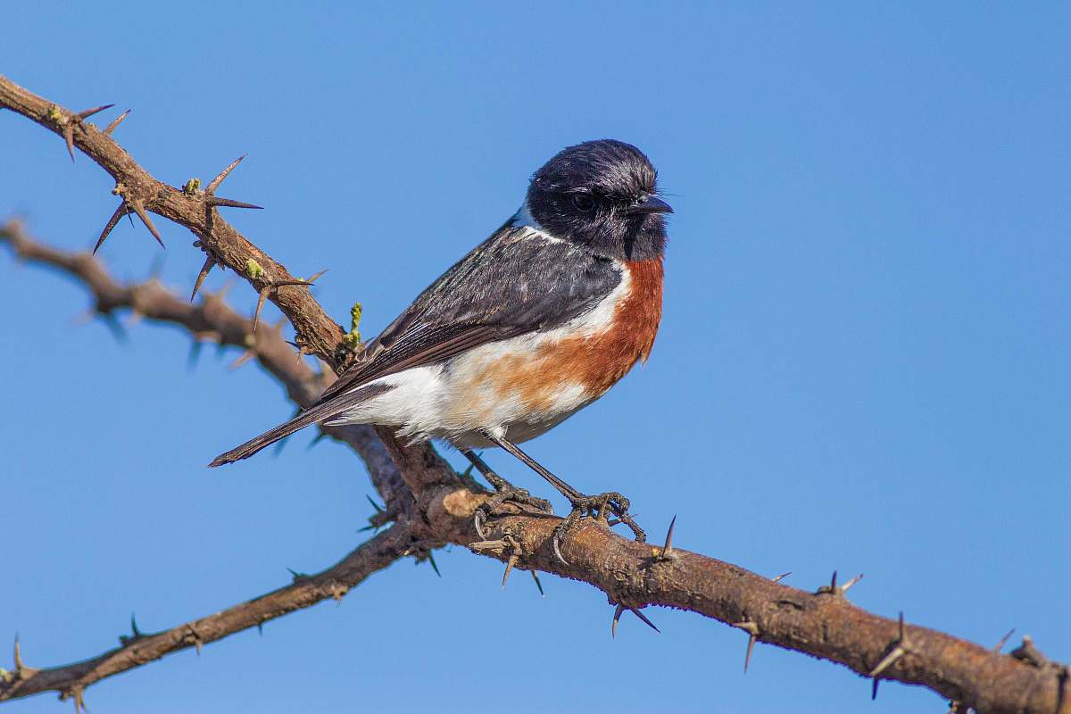 bird brown and white bird on bare tree jay