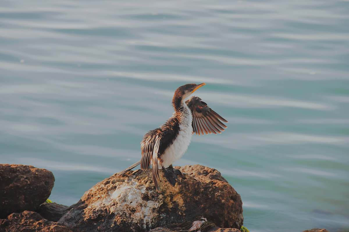 bird brown and white bird on rock waterfowl