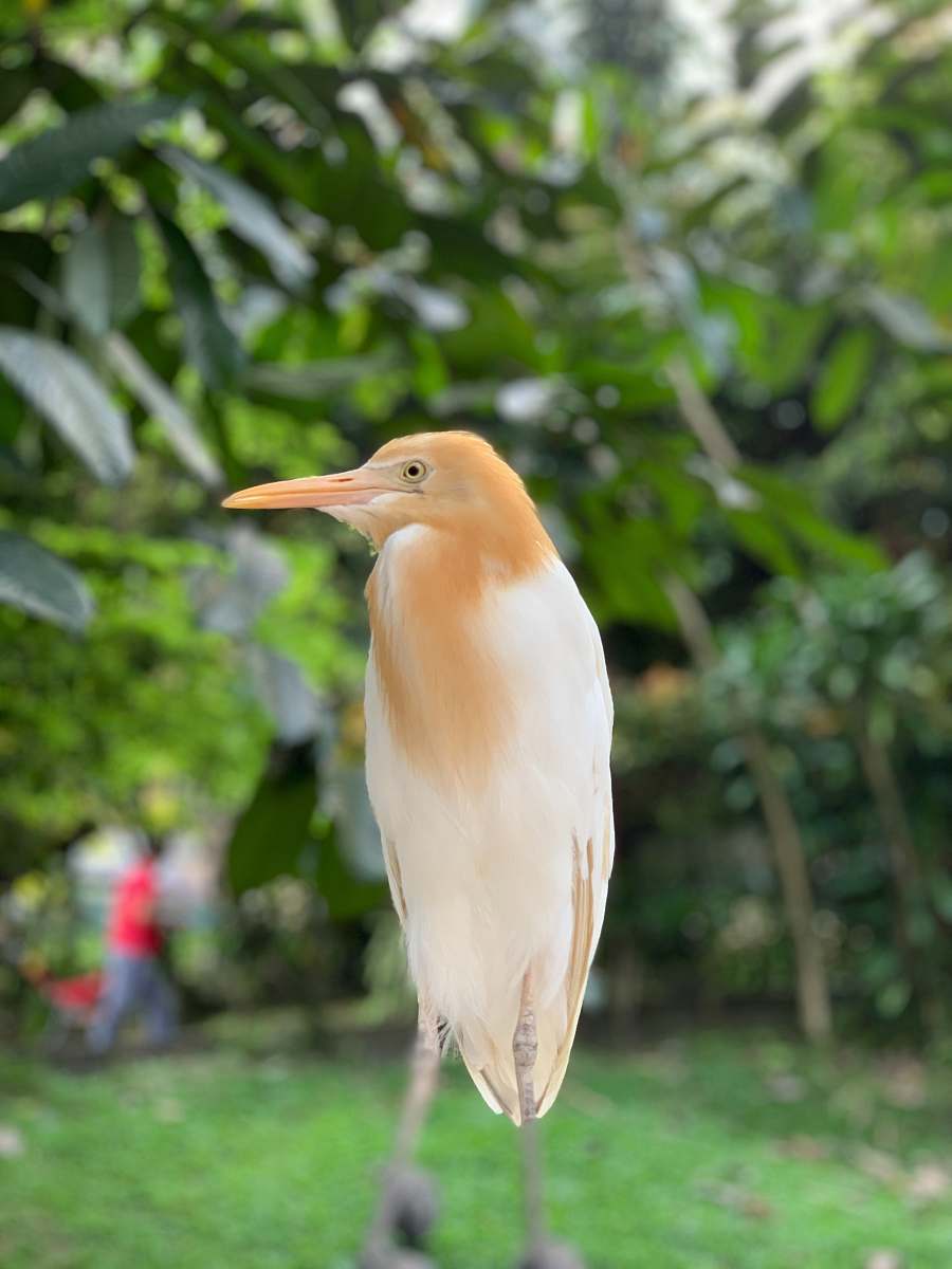 bird brown and white bird on selective focus photography waterfowl