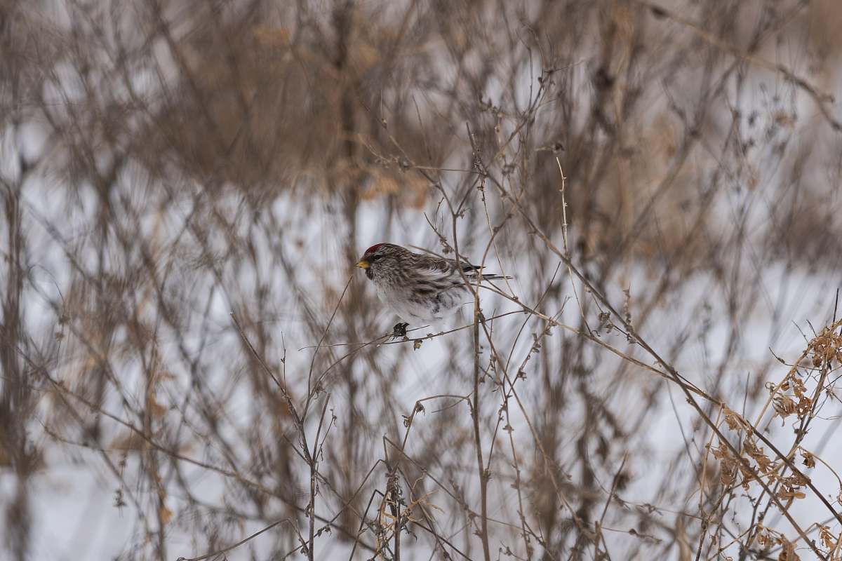 bird brown and white bird on tree branch sparrow