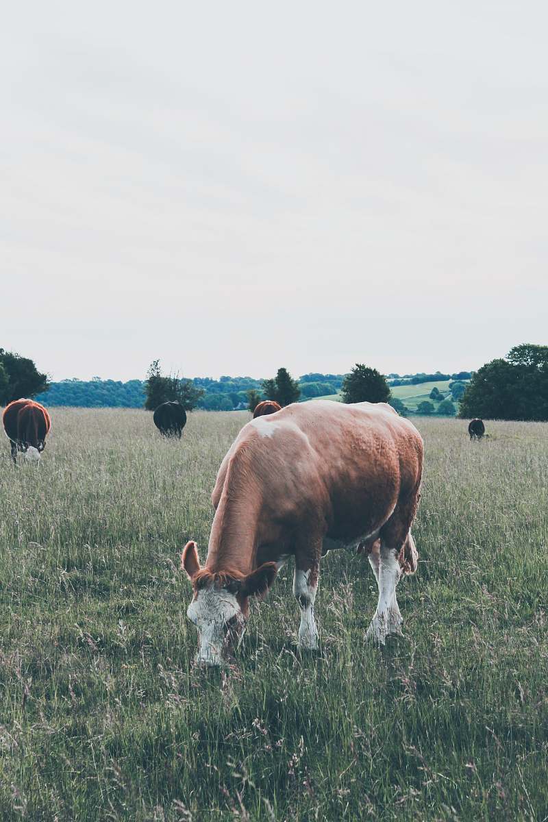 cattle brown and white cattle grazing cow