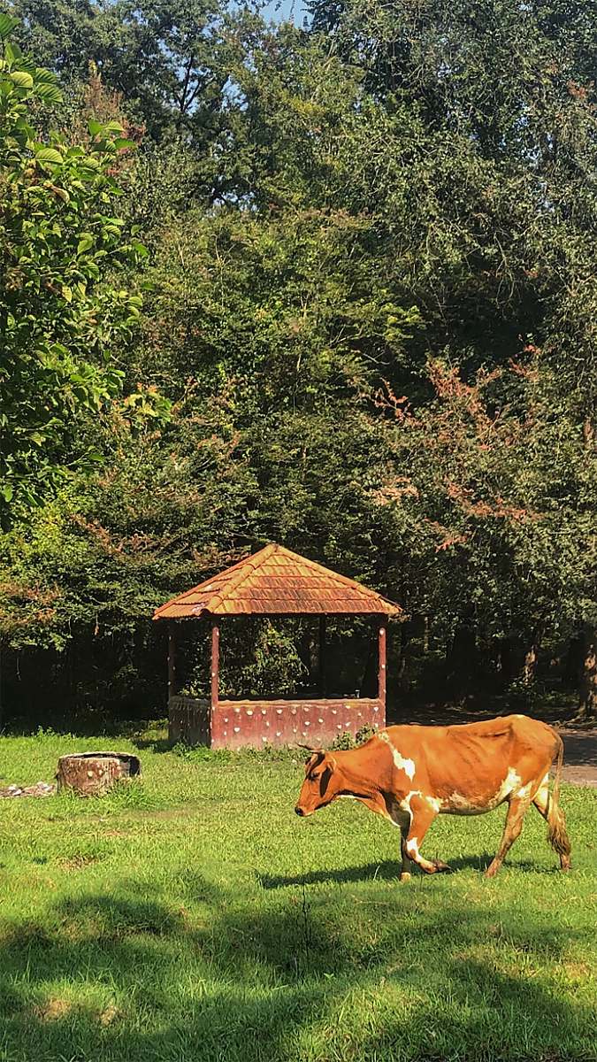 cattle brown and white coated cow walking on grass field cow