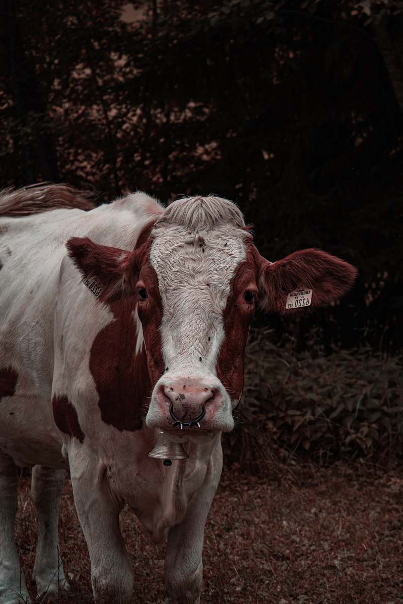cow brown and white cow cattle