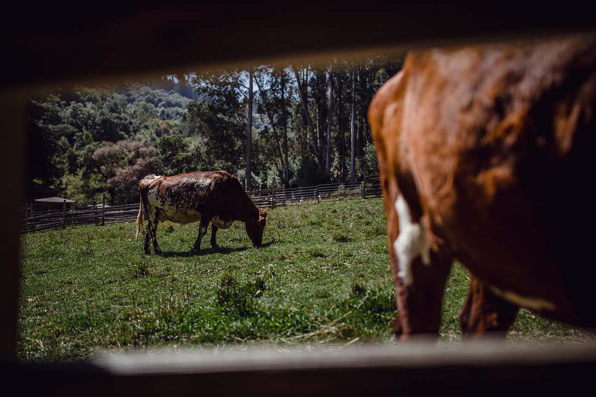 cattle brown and white cow in fence cow
