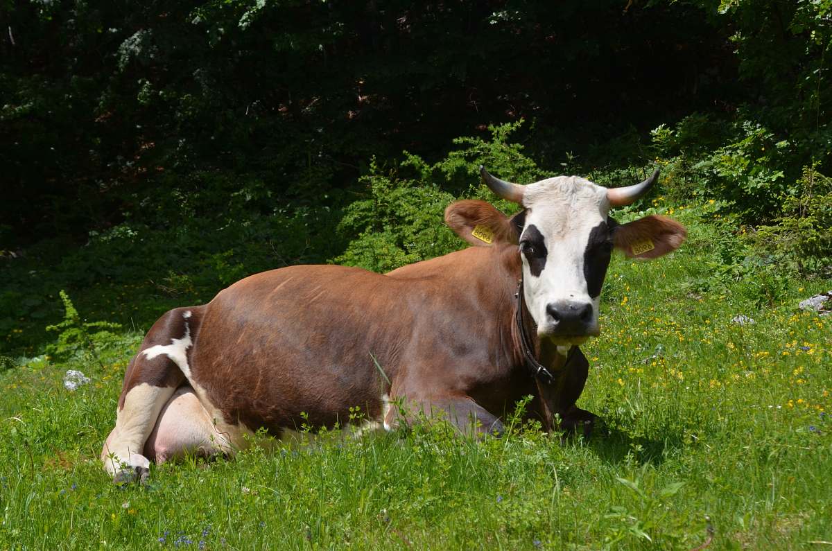 cow brown and white cow lying on grass cattle