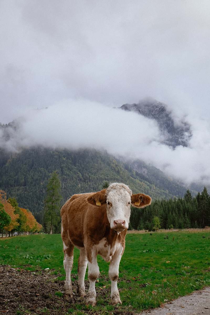 mammal brown and white cow on grass field cow