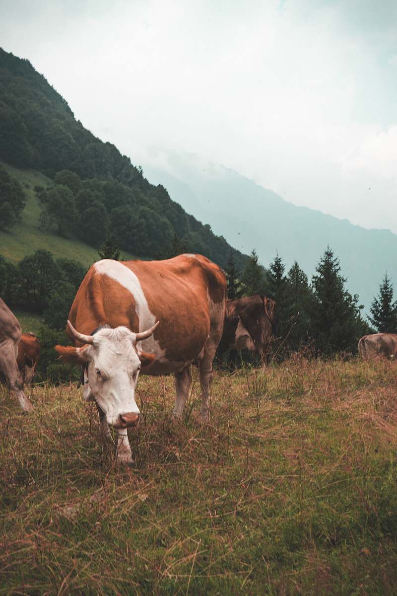 cattle brown and white cow standing on grass cow