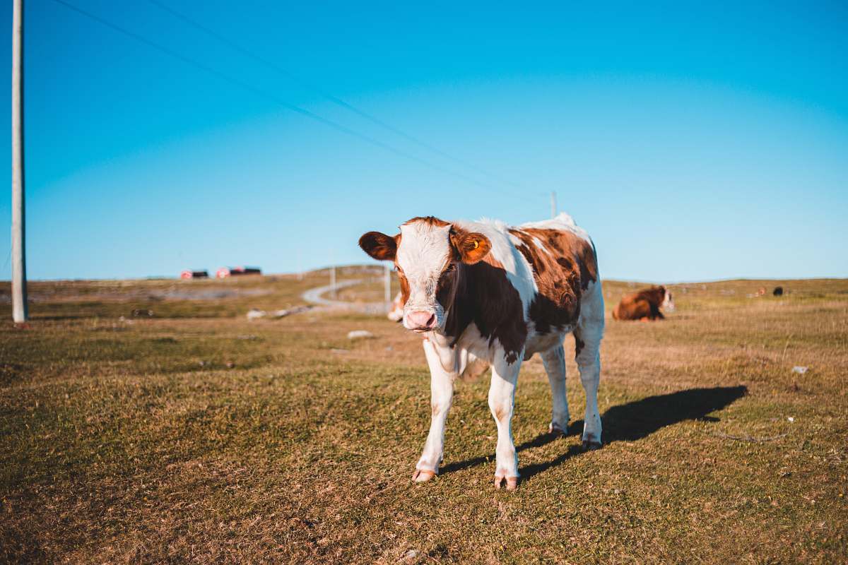 cattle brown and white cow standing on grass field cow