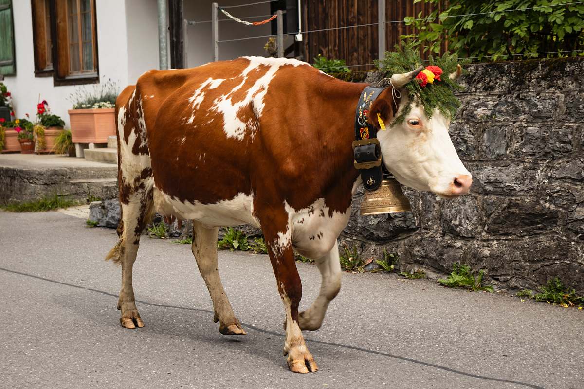 cattle brown and white cow walking on road cow