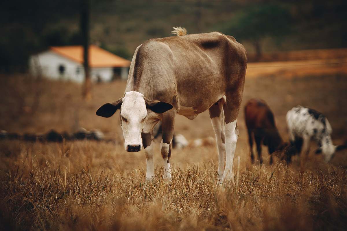 cattle brown and white cows on brown grass cow