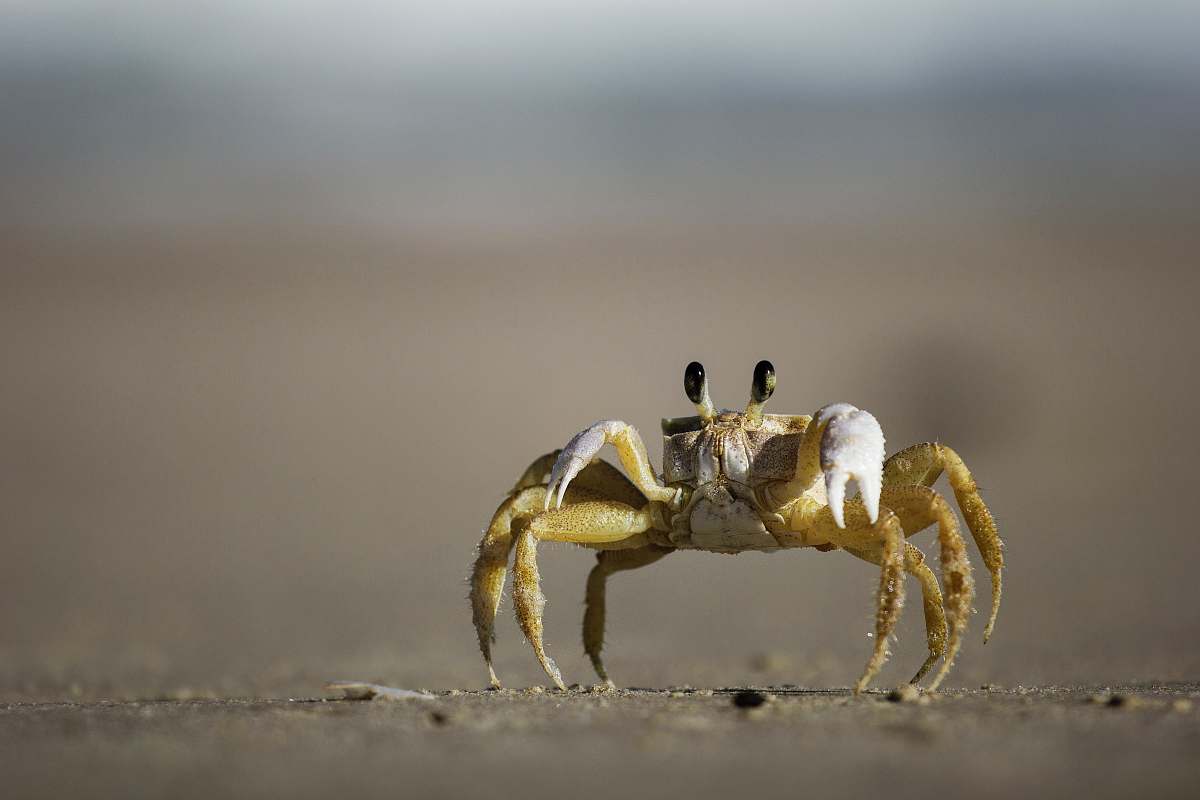 crab brown and white crab photography seafood
