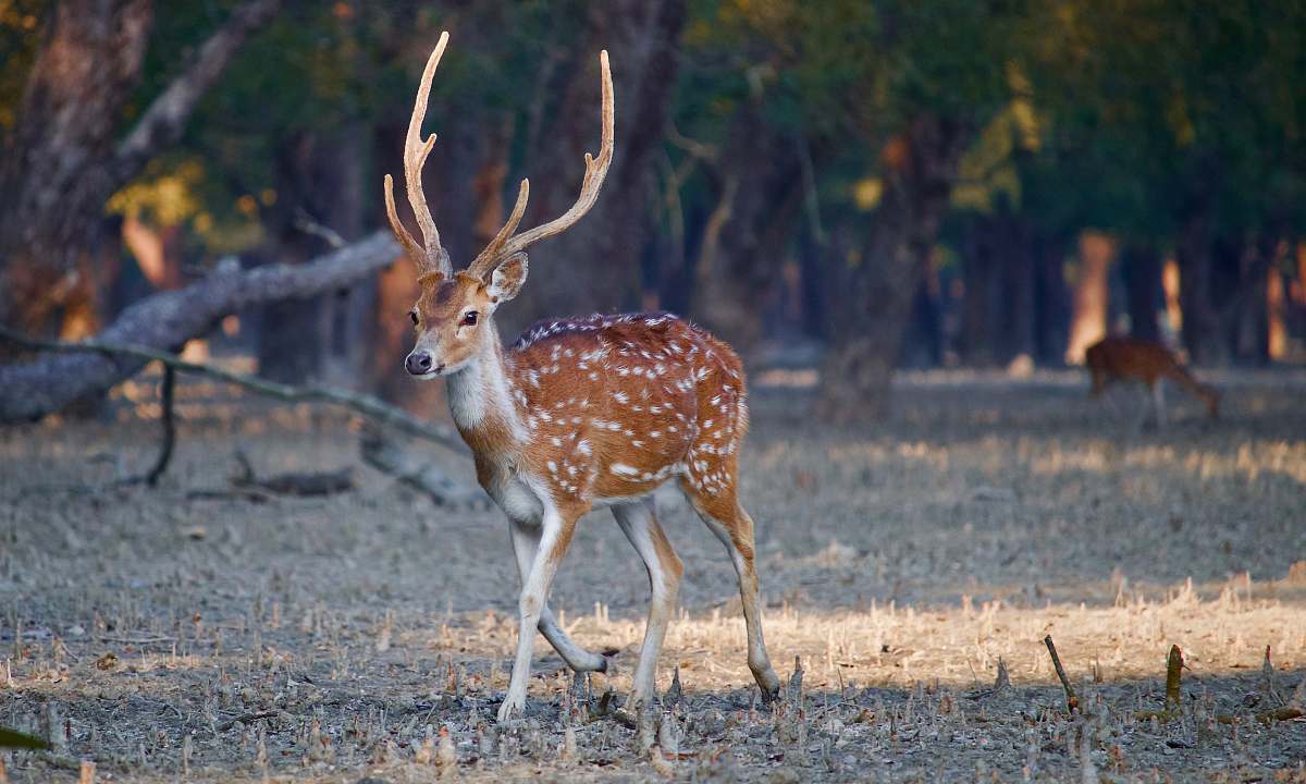 wildlife brown and white deer during daytime antelope