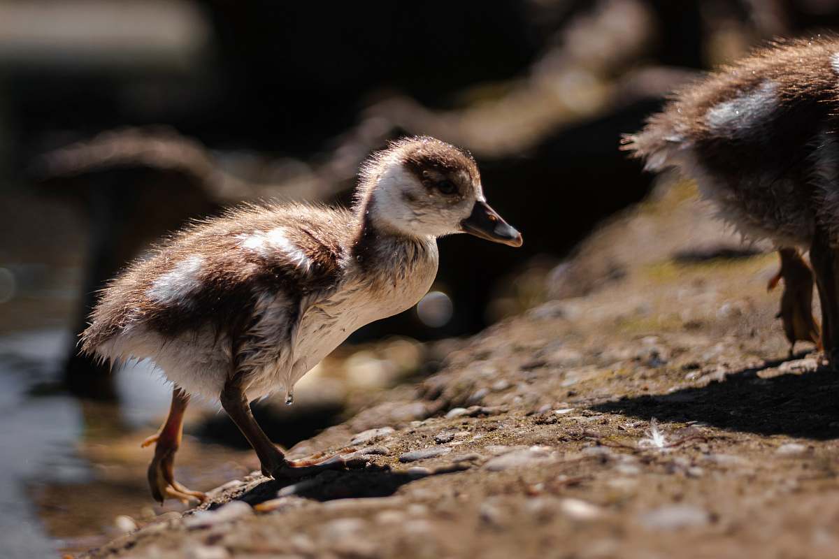 bird brown and white duckling duck
