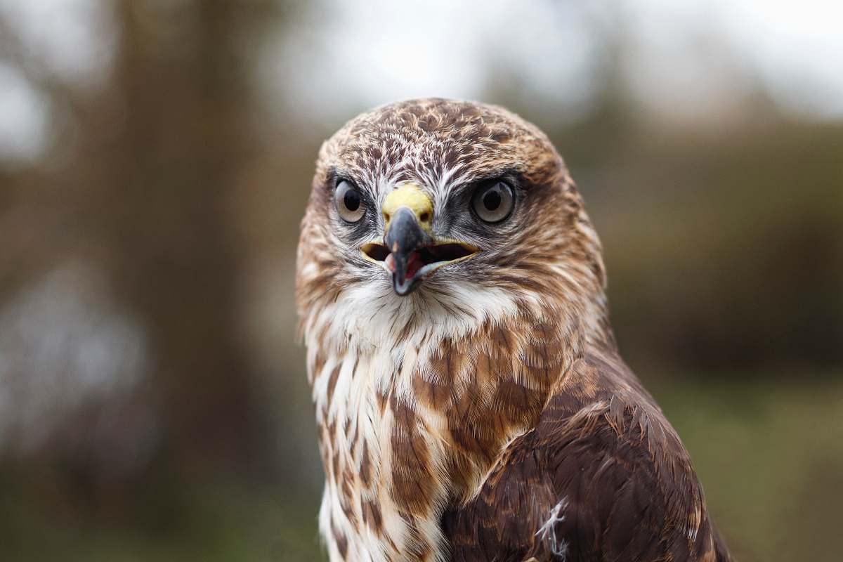 bird brown and white eagle hawk