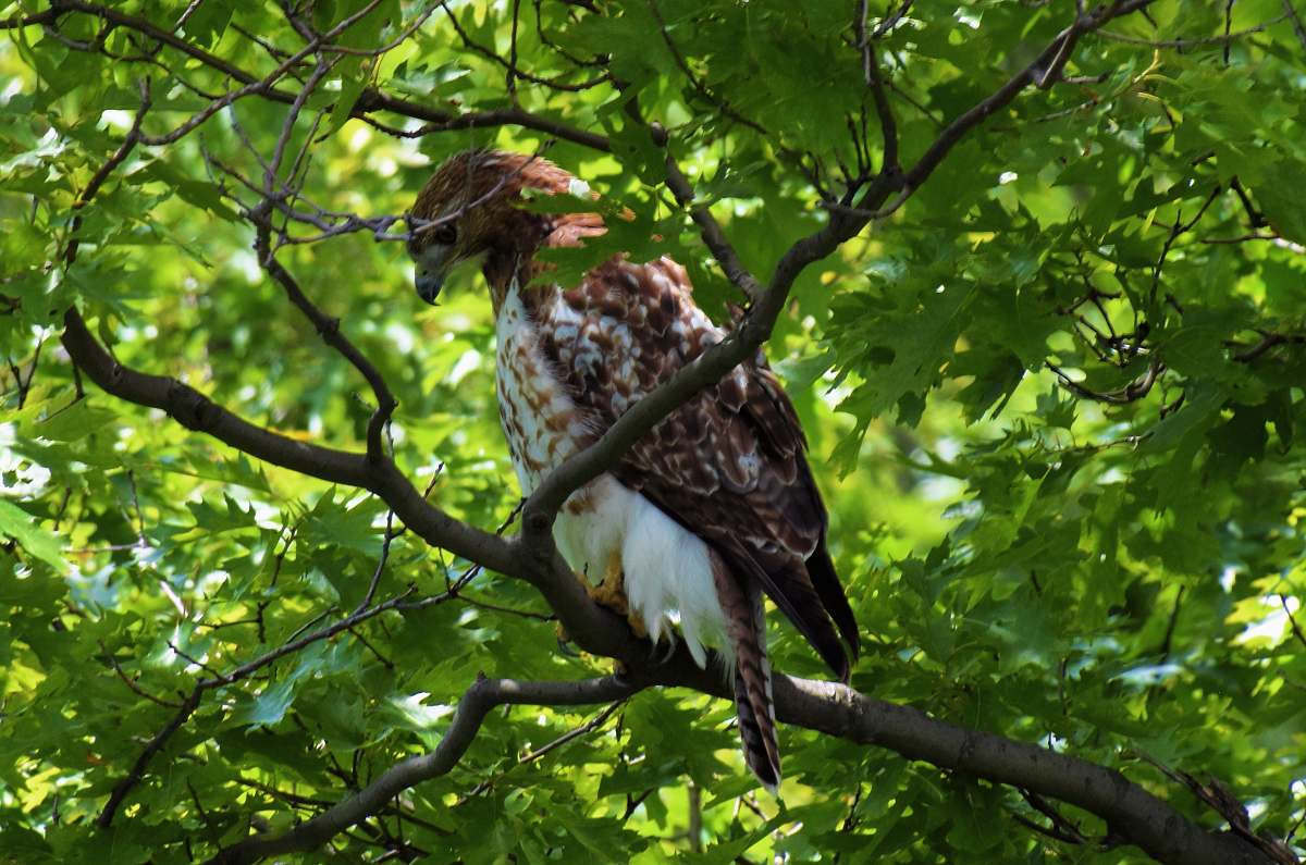 bird brown and white eagle on tree accipiter