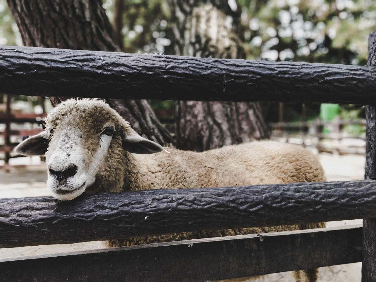 mammal brown and white goat head sheep