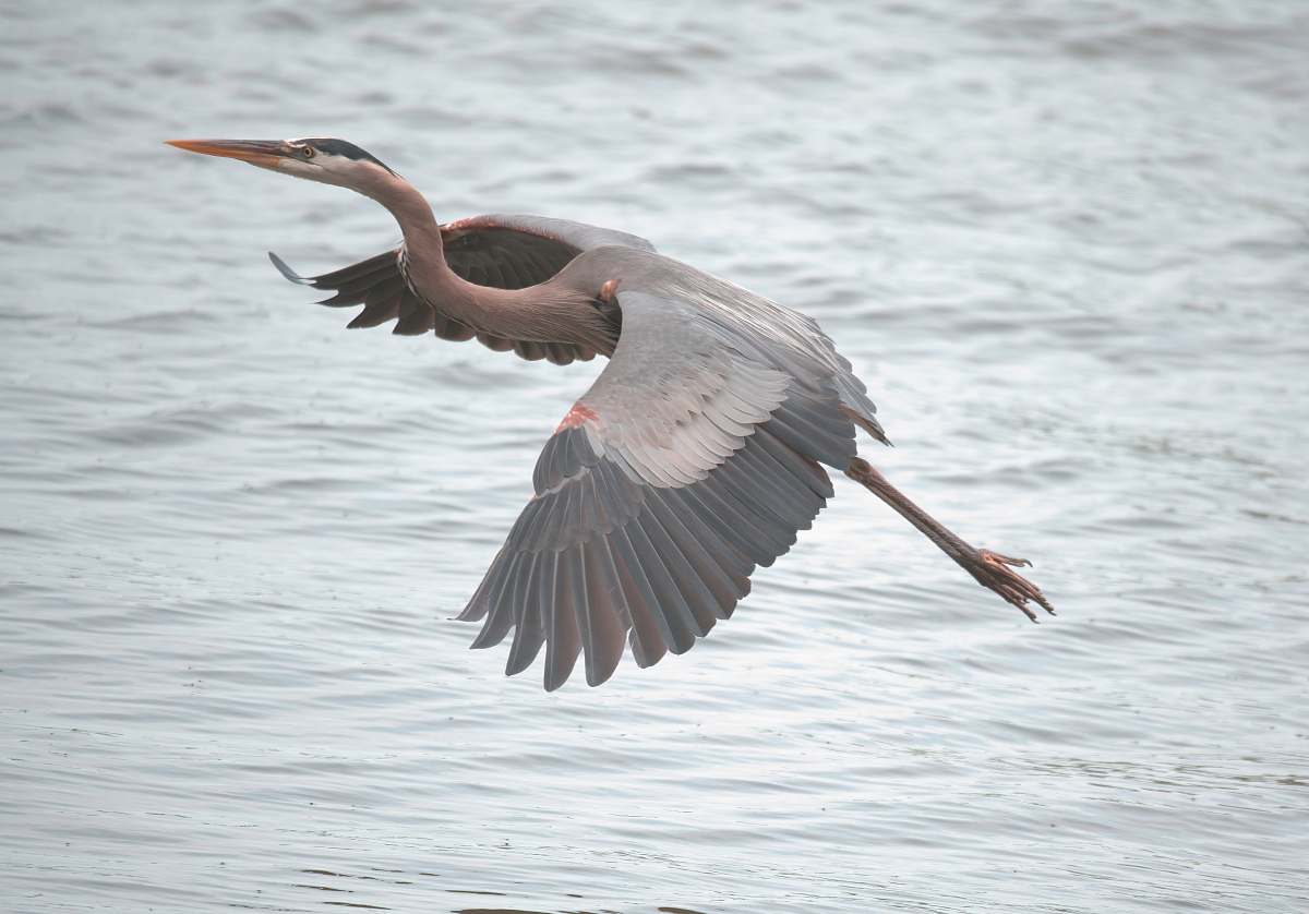 bird brown and white Heron grey